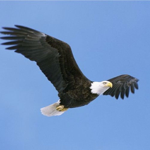 Flyin' High