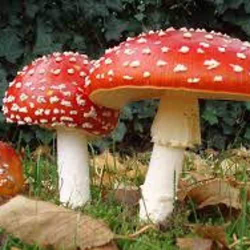 ARTIX! - MUSHROOM. (FREE)