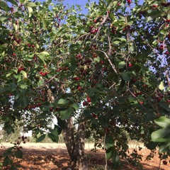 الشيخ ياسر الدوسري - تلاوة تريح النفس والقلب.m4a