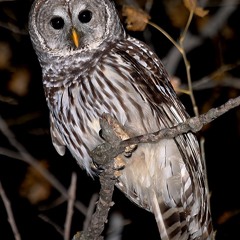 Barred Owl (Male): North Coast Redwoods, California April 2000