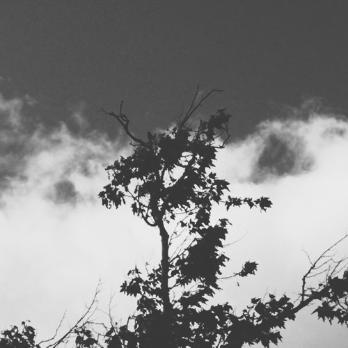 trees rustling, swift clouds