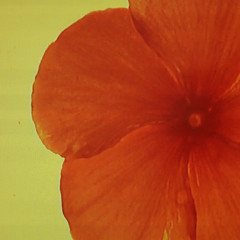 Palm