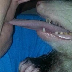 NoMadonnas-Just8Ballas