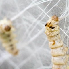 Silk worms