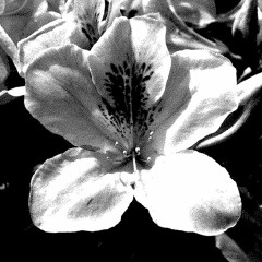 Humilis Opus 1 | "Azaleas"