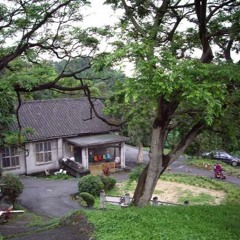 每天早上蟬在叫 (Every morning, the cicadas sing)