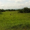 Uharibifu wa mazingira watowesha mimea na wanyama Uganda