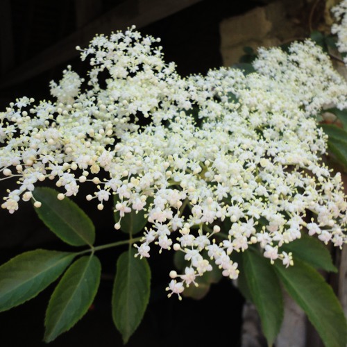 Elderflower