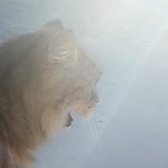 K Kats