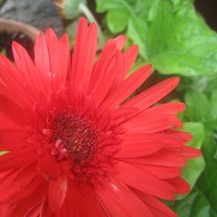 Vienes Y Te Vas (bass)