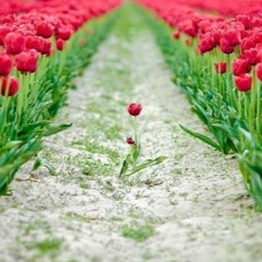 وَعِبَادُ الرَّحْمَنِ الَّذِينَ يَمْشُونَ عَلَى الْأَرْضِ هَوْناً