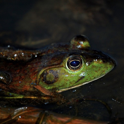 Multichannel Field recording of A Symphony Of Frogs in the Rain.