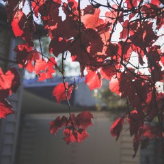 Tom Day - Forwards (Runningtothesea Rework)