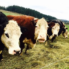 Portland Set Dresser