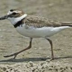Chidori no Kyoku on Koto - Song of the Plover