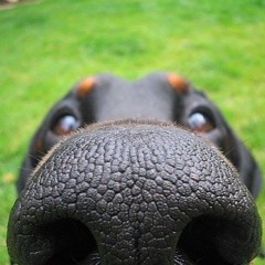 Grindl - The Lab2013