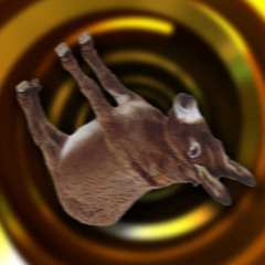 Donkey Roll