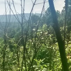 Ambient Appalachian Trail with Birds and Karimba Thumb Piano