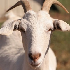 Goat