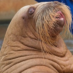 Wallie The Walrus