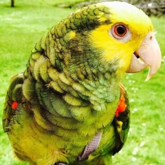 Escobar The Parrot