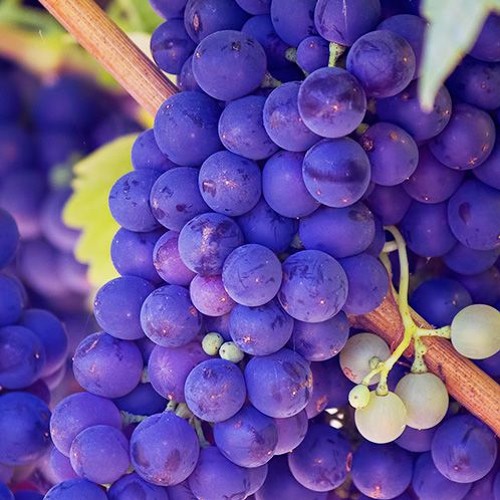 Harvest3(Royalty Free Music)
