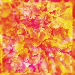 Kinkajous -  Staring At The Odds