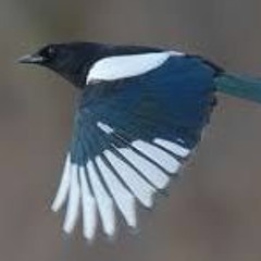 I Just Want To Fly- Every Little Thing  Is Going To Be Alright / Live From The Black Bear Pub