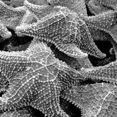 WaveFunctionMix 03: Loucid