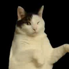 Kitty Cat Dance Song