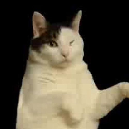 Kitty Cat Dance Song