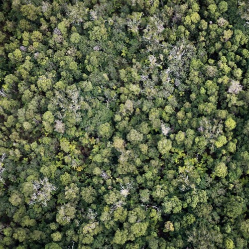 Trees