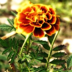 Swedger - Marigold (Original Mix) ***Out Now on Project AllOut Records***
