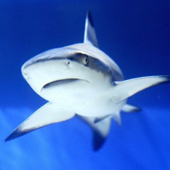This week I learned some sharks are shy, and more