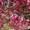 Chakra Mufasa Summer Mix