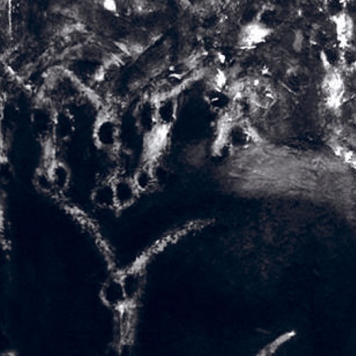 Log Horn Breed - Evil Faces