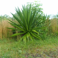 I could die a happy man...