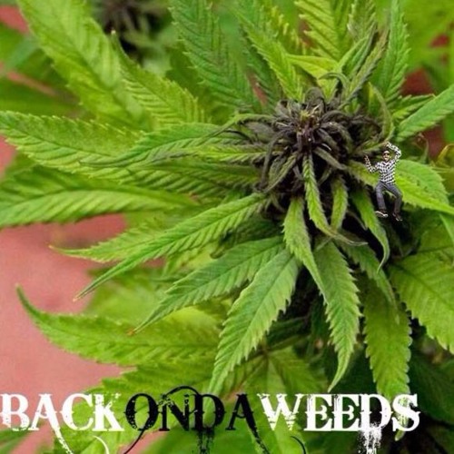 backondaweeds (Prod. side B)