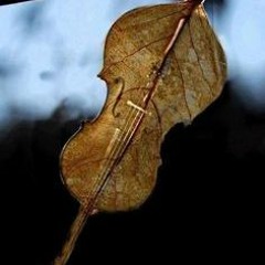 Nature's Violin Concerto