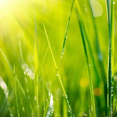 Spring Dream