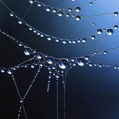 Dew Drops