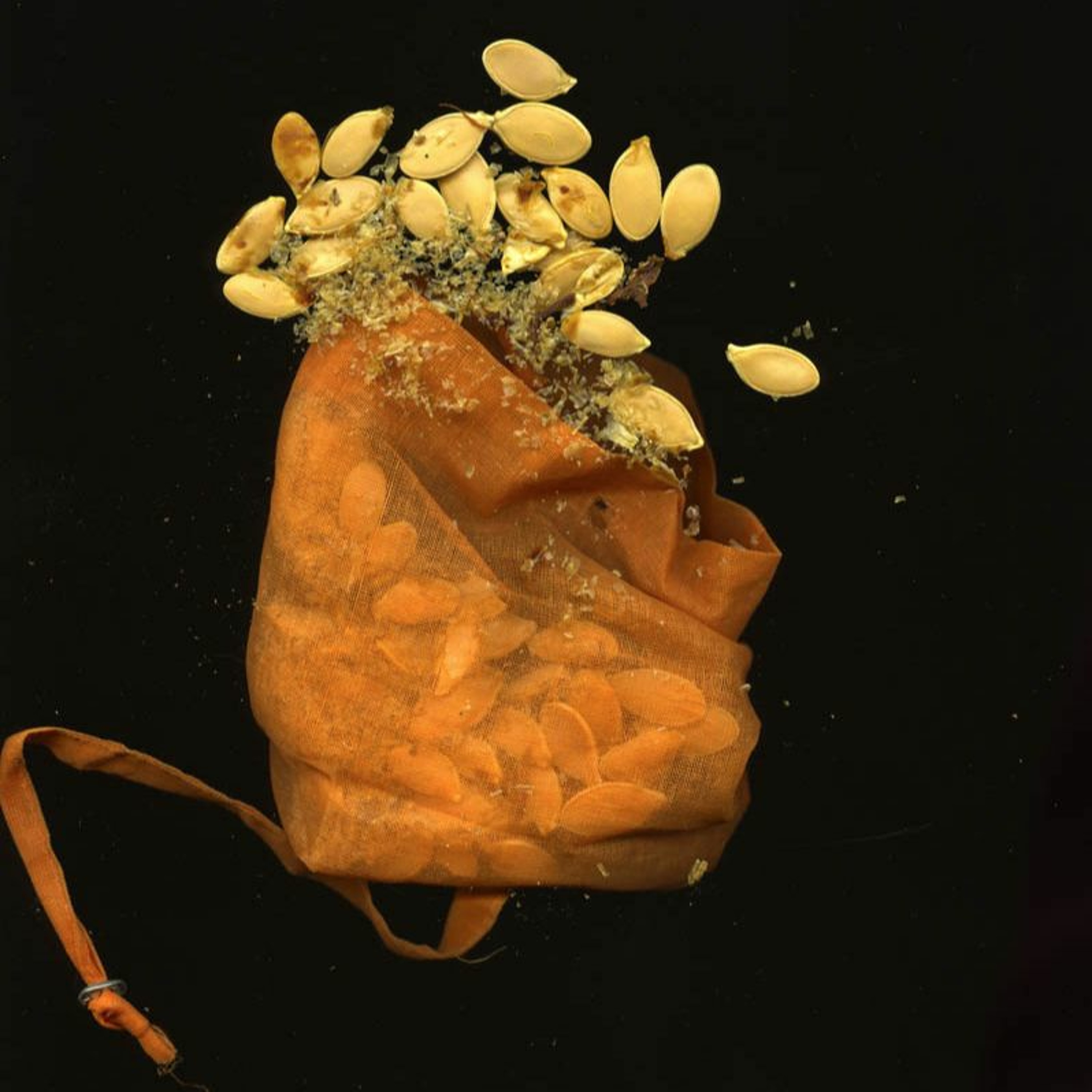 Seed Story Broadcasts