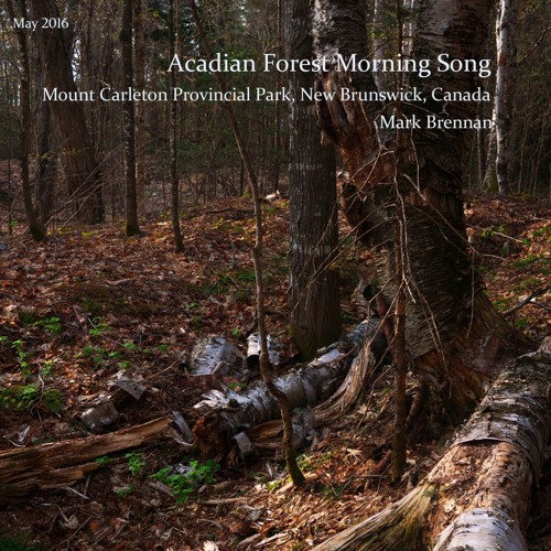 Acadian Forest Morning Song