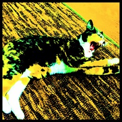 Fresh Born (A Deerhoof Cover)