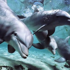 Canto Para Memoria Atlantida