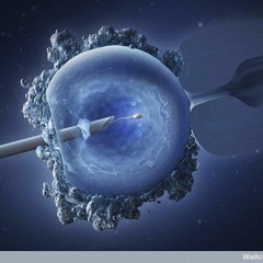 Die Auserwählten. Die ersten "Retortenbabys" sind erwachsen. Eine Bilanz