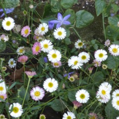 Where have all the flowers gone?