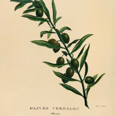 Sonidos Olivos