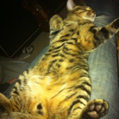 Gonnorhea - Tramp Sandwich