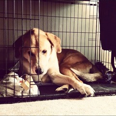 Wild Animal (Rival Sons Cover)